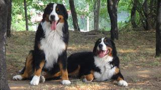 Bouvier bernois Bouvier bernois