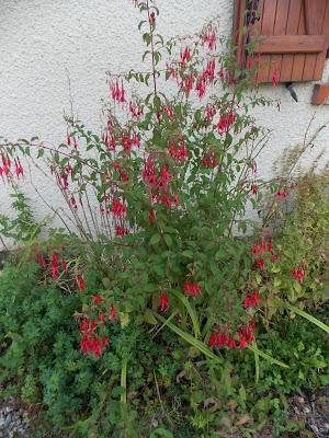 Quelques photos du jardin 20 août 2019 Quelques photos du jardin 20 août 2019