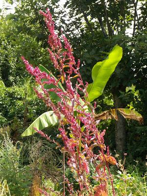 Quelques photos du jardin 20 août 2019 Quelques photos du jardin 20 août 2019