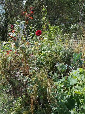 Quelques photos du jardin 20 août 2019 Quelques photos du jardin 20 août 2019