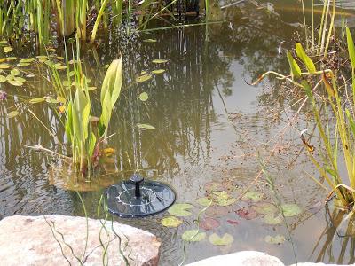 Quelques photos du jardin 20 août 2019 Quelques photos du jardin 20 août 2019