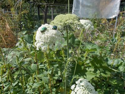 Quelques photos du jardin 20 août 2019 Quelques photos du jardin 20 août 2019