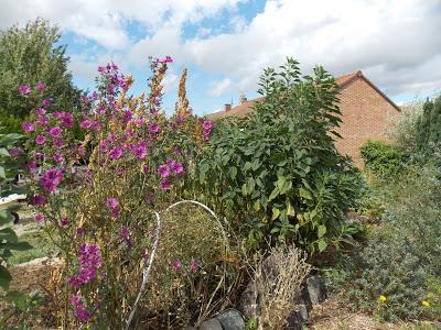 Quelques photos du jardin 20 août 2019 Quelques photos du jardin 20 août 2019