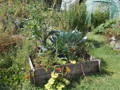 Quelques photos du jardin 20 août 2019 Quelques photos du jardin 20 août 2019