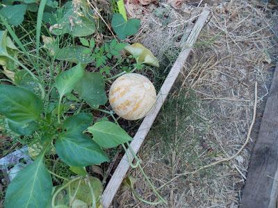 Quelques photos du jardin 20 août 2019 Quelques photos du jardin 20 août 2019