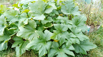 Quelques photos du jardin 20 août 2019 Quelques photos du jardin 20 août 2019
