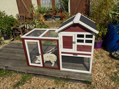 Quelques photos du jardin 20 août 2019 Quelques photos du jardin 20 août 2019
