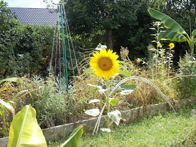 Quelques photos du jardin 20 août 2019 Quelques photos du jardin 20 août 2019