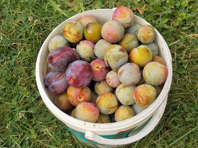 Quelques photos du jardin 20 août 2019 Quelques photos du jardin 20 août 2019
