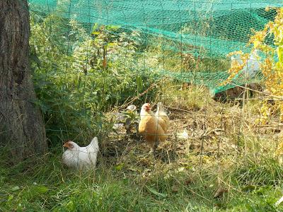 Quelques photos du jardin 20 août 2019 Quelques photos du jardin 20 août 2019
