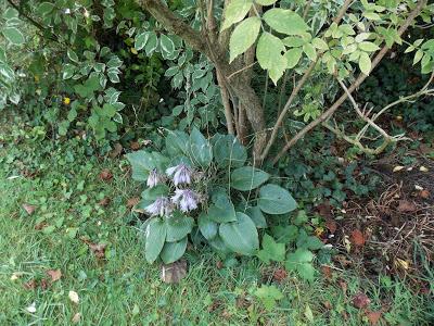 Quelques photos du jardin 20 août 2019 Quelques photos du jardin 20 août 2019