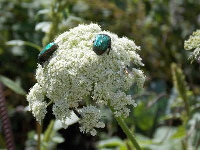 Quelques photos du jardin 20 août 2019 Quelques photos du jardin 20 août 2019