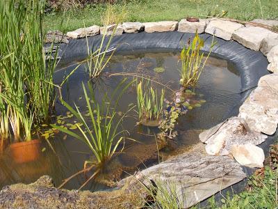 Quelques photos du jardin 20 août 2019 Quelques photos du jardin 20 août 2019