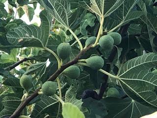 667_  Périple 2019_15_ Kastoria_ GRÈCE_  Mercredi 21 08 2019