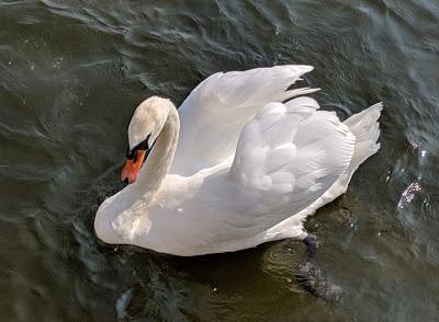 König Ludwigs II Geburtstag - 22 Bilder Nymphenburg Park August 2019