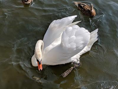 König Ludwigs II Geburtstag - 22 Bilder Nymphenburg Park August 2019