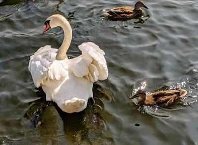 König Ludwigs II Geburtstag - 22 Bilder Nymphenburg Park August 2019