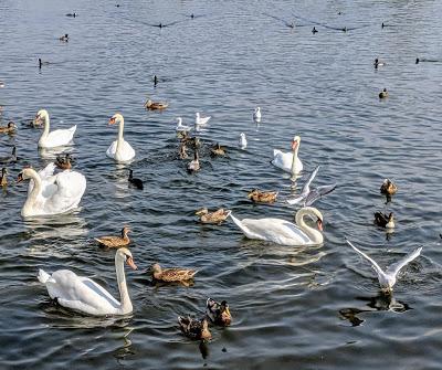 König Ludwigs II Geburtstag - 22 Bilder Nymphenburg Park August 2019