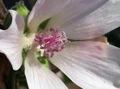 Guimauve officinale (Althaea officinalis)