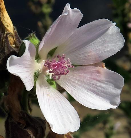 Guimauve officinale (Althaea officinalis)