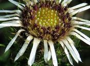 Carline commune (Carlina vulgaris)