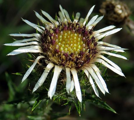 Carline commune (Carlina vulgaris) Carline commune (Carlina vulgaris)