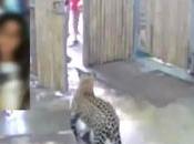 Samui jeune touriste sérieusement blessé léopard