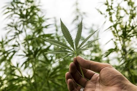 Craft beer – Cette entreprise canadienne veut apporter de la bière de cannabis en Irlande
 – Bière brune