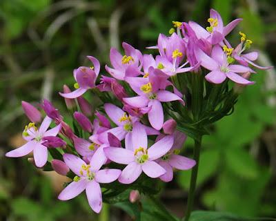 Érythrée petite centaurée (Centaurium erythraea)