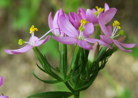 Érythrée petite centaurée (Centaurium erythraea)