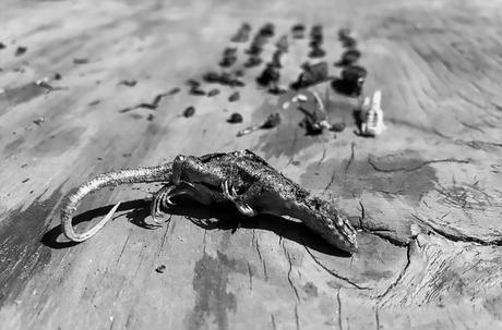 Crédit: CEN / @ JuandelosZorros