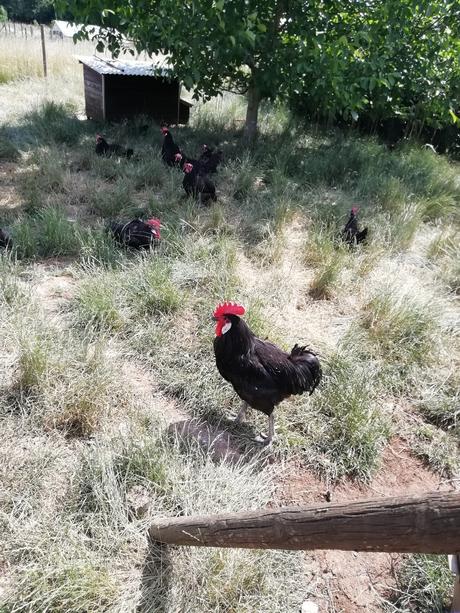 La Ferme de la Ruchotte – Fred Ménager – Bligny-sur-Ouche (Côte d’Or) Poules et coq de races anciennes © Gourmets&co