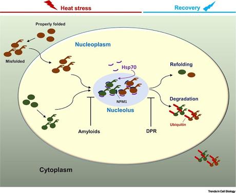 #trendsincellbiology #nucleole #protéostasie Nucléole comme Régulateur de la Protéostasie