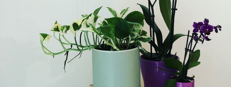 Plant addict : comment j’ai arrêté de tuer mes plantes (ou presque)