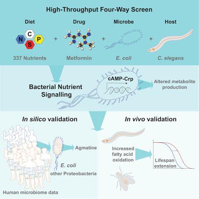 #cell #diabètedetype2 #metformine #médicament #microbe #nutriment L’Examen du Profil Hôte – Microbe – Médicament – Nutriment comme Identification des Effecteurs Bactériens du Traitement par Metformine