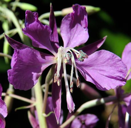 Épilobe en épi (Epilobium angustifolium)