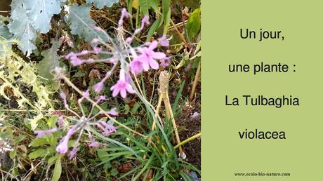 Un jour, une plante : la Tulbaghia violacea (vidéo)