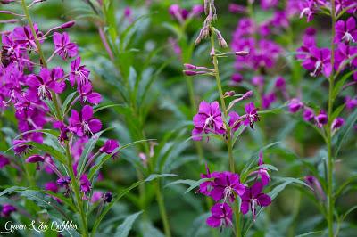 Dans la forêt de mélèzes