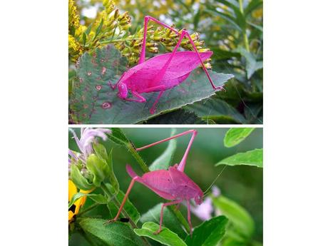 Divers - animaux aux couleurs improbables - 1