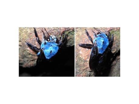 Divers - animaux aux couleurs improbables - 1