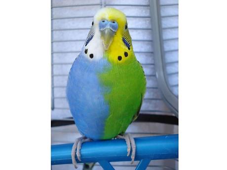 Divers - animaux aux couleurs improbables - 1