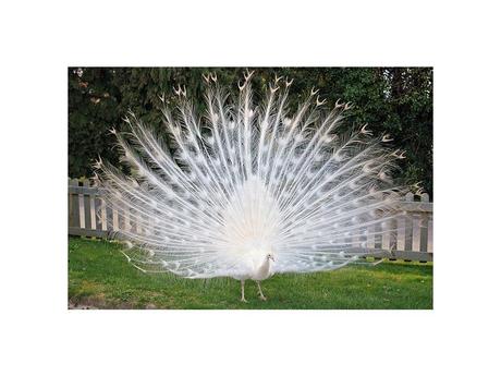 Divers - animaux aux couleurs improbables - 1