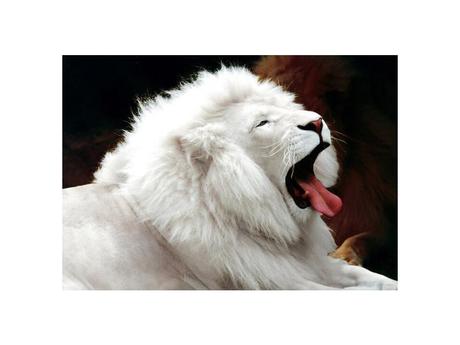 Divers - animaux aux couleurs improbables - 1