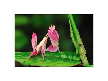 Divers - animaux aux couleurs improbables - 1