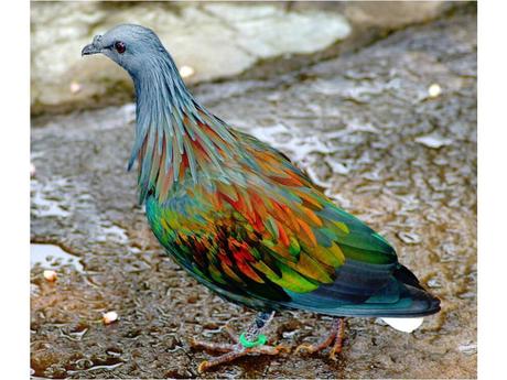 Divers - animaux aux couleurs improbables - 1