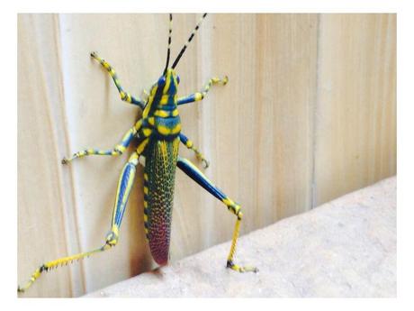 Divers - animaux aux couleurs improbables - 1