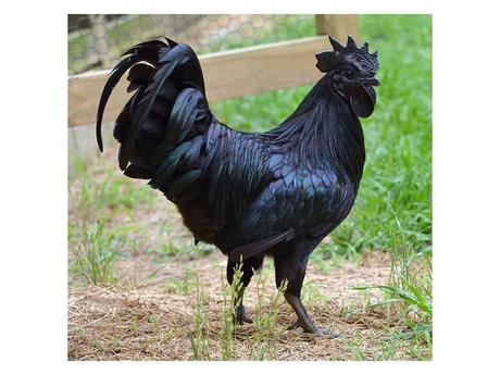 Divers - animaux aux couleurs improbables - 1