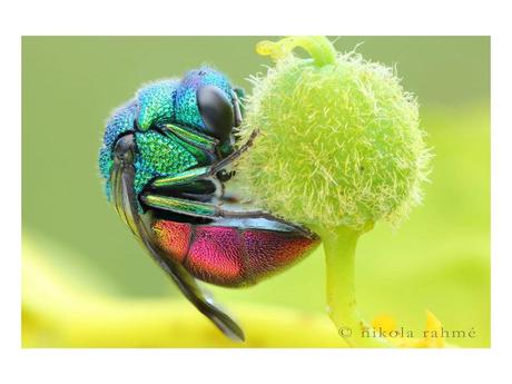 Divers - animaux aux couleurs improbables - 1