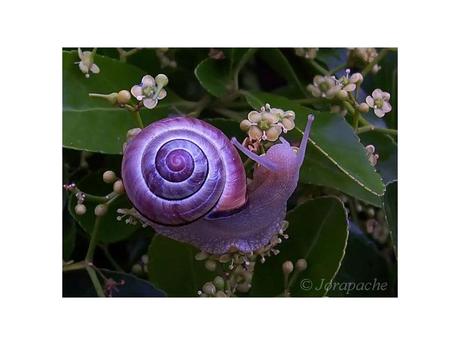 Divers - animaux aux couleurs improbables - 1