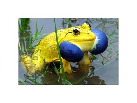 Divers - animaux aux couleurs improbables - 1